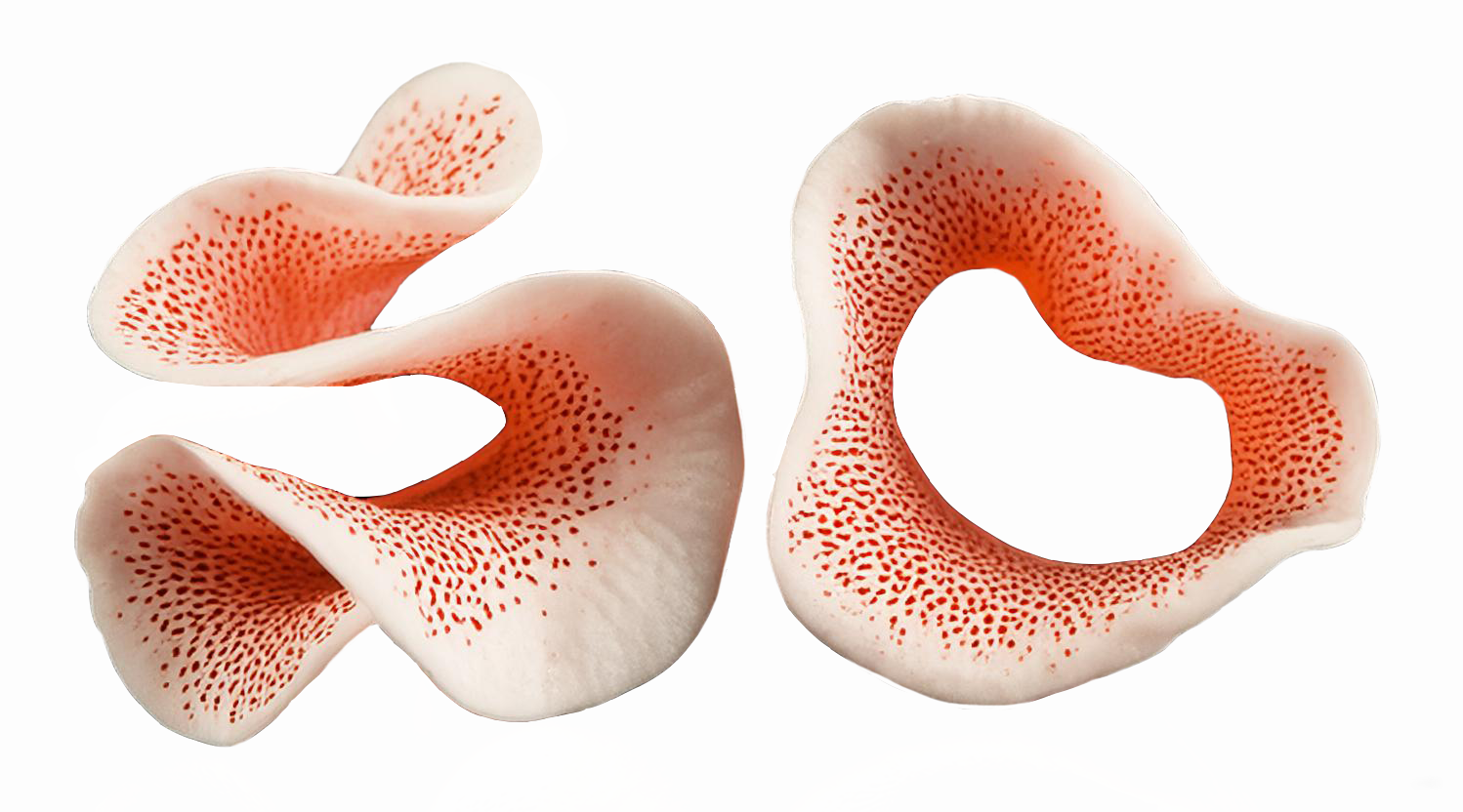 Image de Anne Lagacé